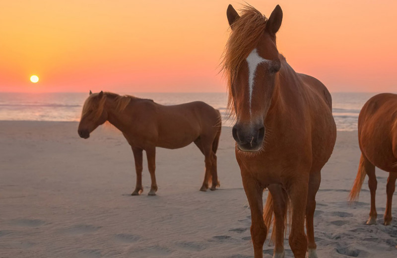 Wild horse at Quality Inn Boardwalk Ocean City.