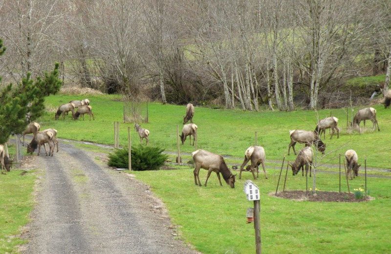 Herd at Powder Creek Ranch.