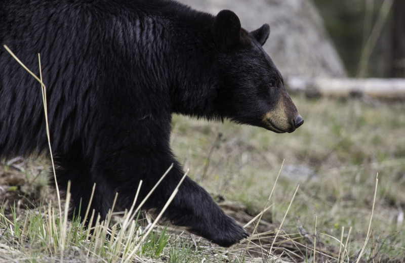 Black bear at Voyageur Park Lodge.