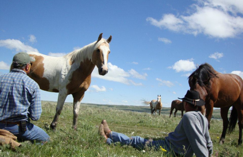 Horses at Bear Creek Ranch.