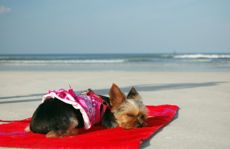 Pet friendly accommodations at Beacher's Lodge Oceanfront Suites.