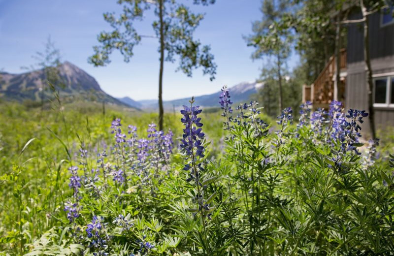 Mountain view at Alpine Getaways.