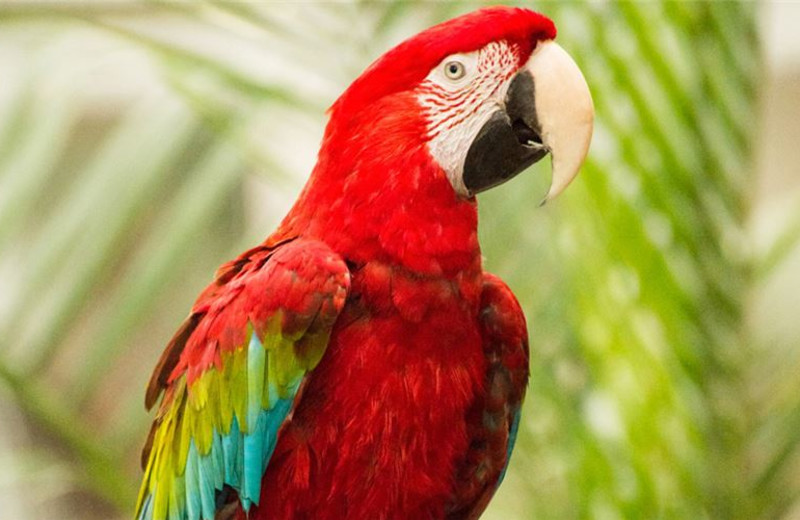 Parrot at Quality Inn Oceanfront Ocean City.