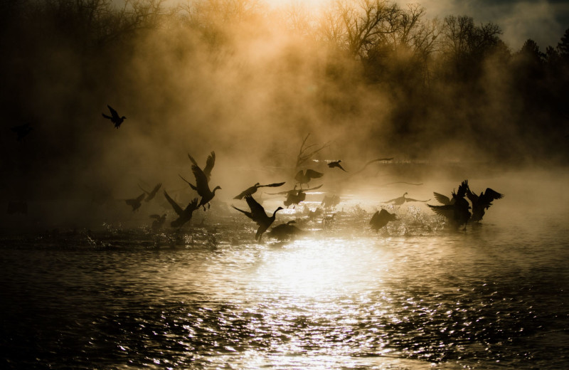 Geese at Boyd Lodge.