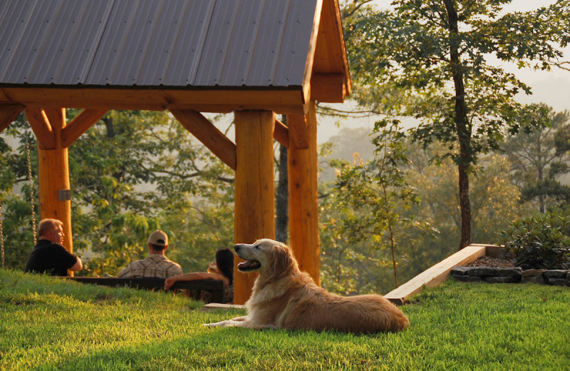 Pets welcome at Watershed Resort.