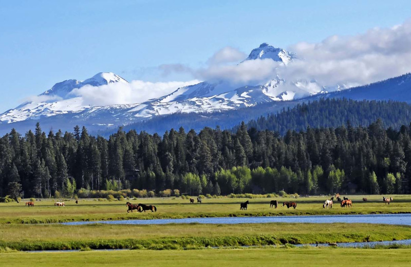 Horses at Black Butte Ranch.