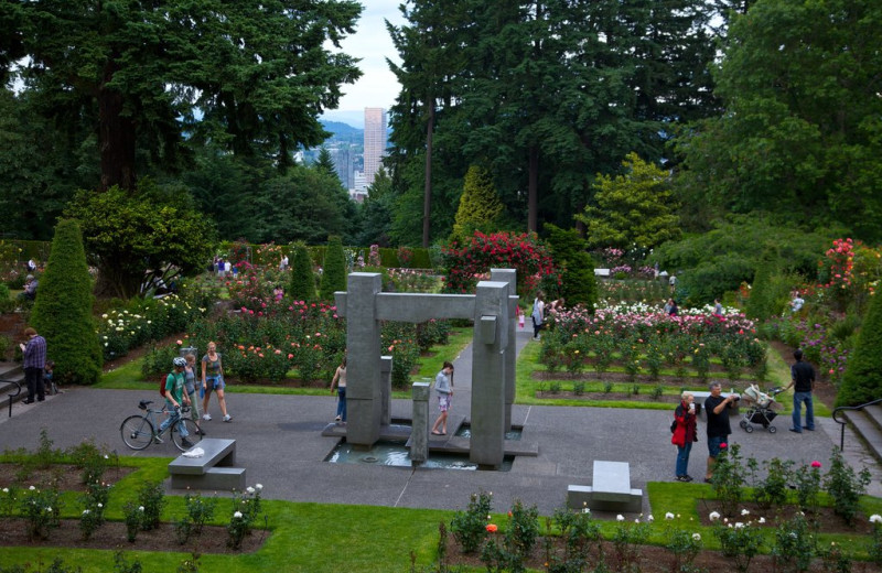 Rose garden near Park Lane Suites.