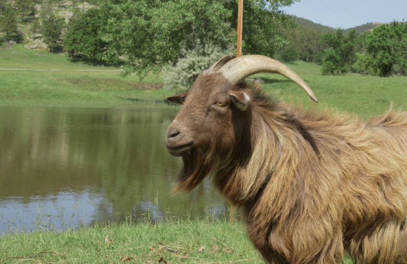 Goat at Ghost Canyon Ranch.