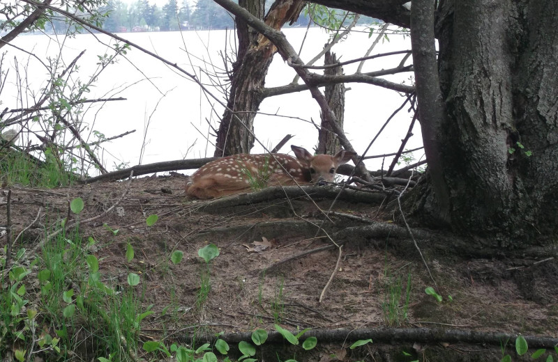 Fawn napping at Crimson Hue Resort.