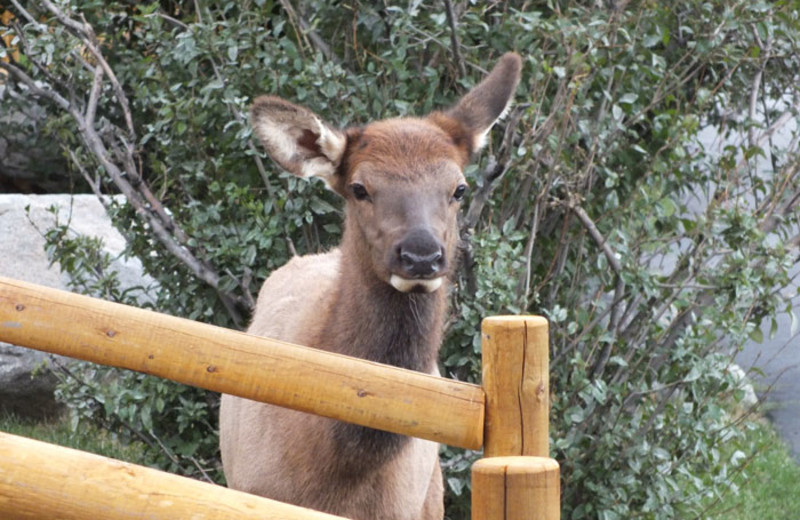 Elk at Yellowstone Gateway Inn.