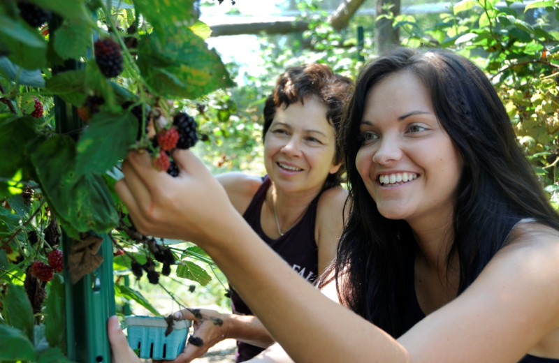 Picking berries at the farm at Buttermilk Falls Inn & Spa.