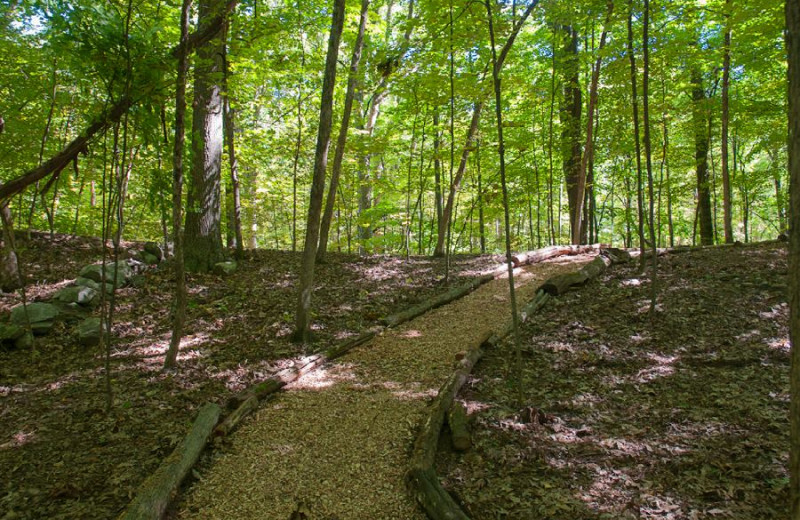 Forest path at Moondance Ridge Bed & Breakfast.