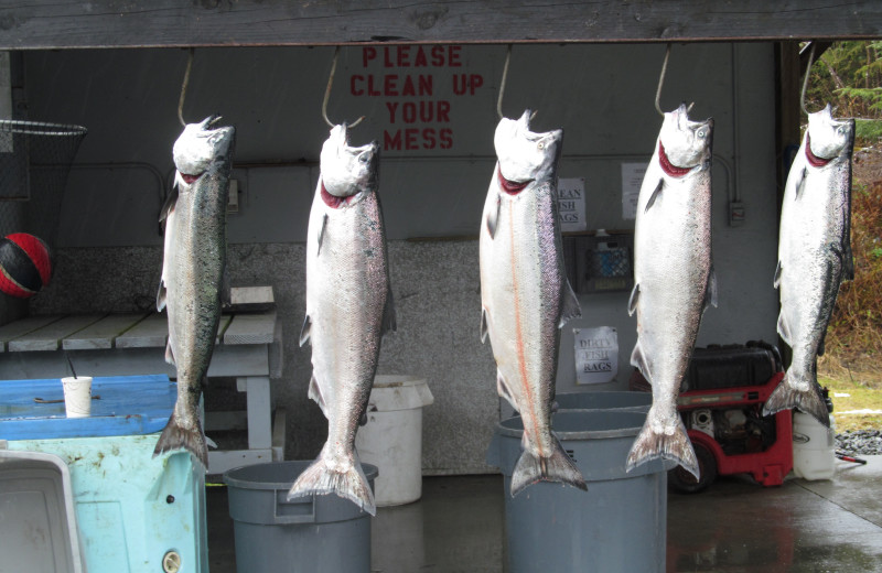 Fishing at Glacier Bear Lodge.