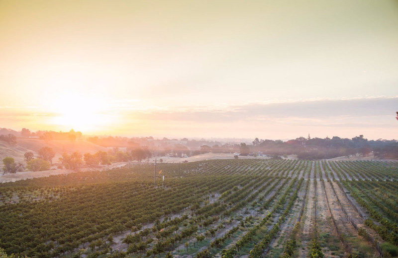 Vineyard at CaliPaso Inn.