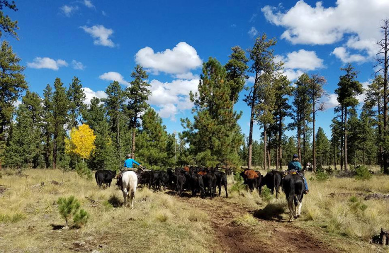 Cattle roundup at MLY Ranch.