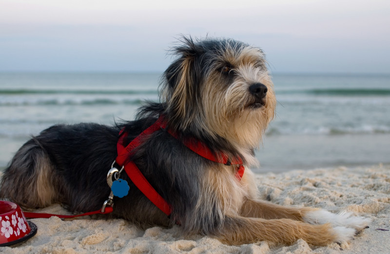 Pets welcome at URelax Vacation Rentals.