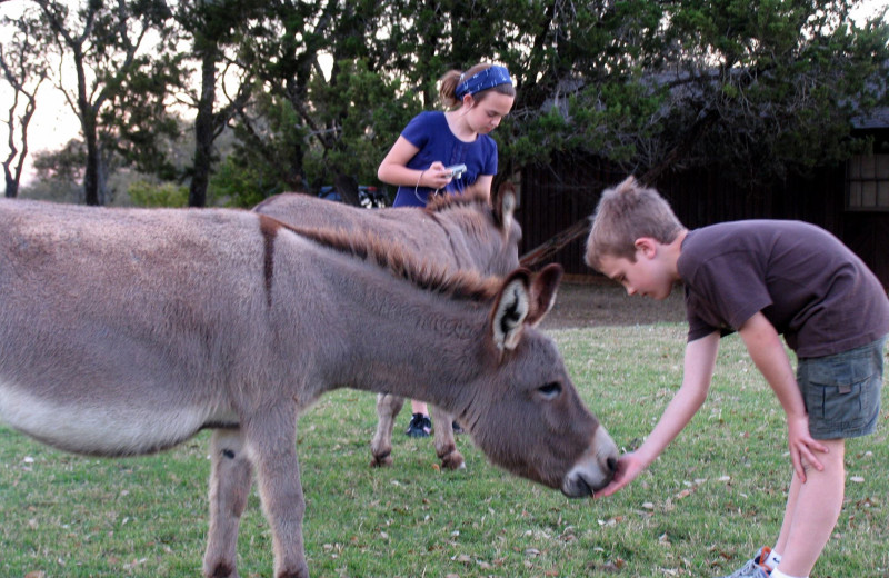 Kids feeding donkey at Silver Spur Guest Ranch.