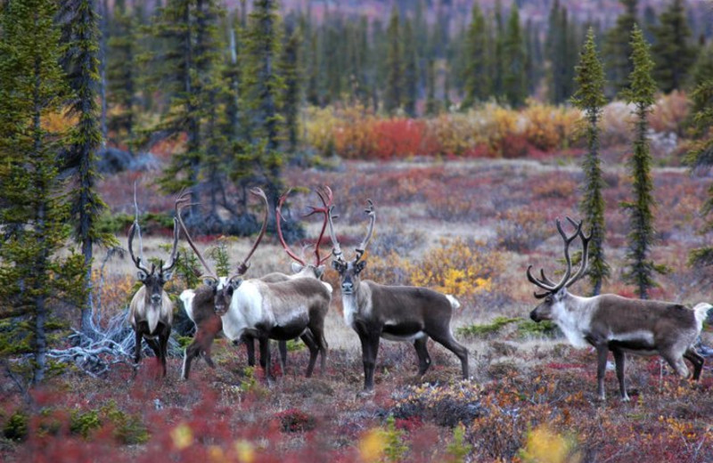 Hunting at Plummer's Arctic Fishing Lodges.