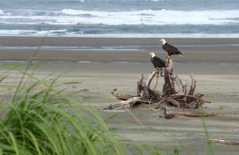 Eagles on beach at Ocean Crest Resort.