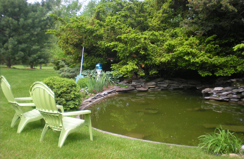 The Tranquility Pond at The Fox and The Grapes Bed and Breakfast is a wonderful place to watch the frogs and dragonflies.