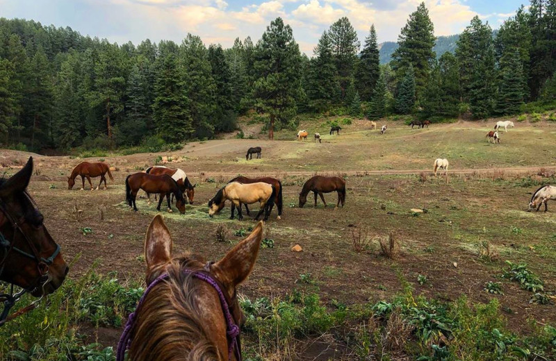 Horses at Colorado Trails Ranch.