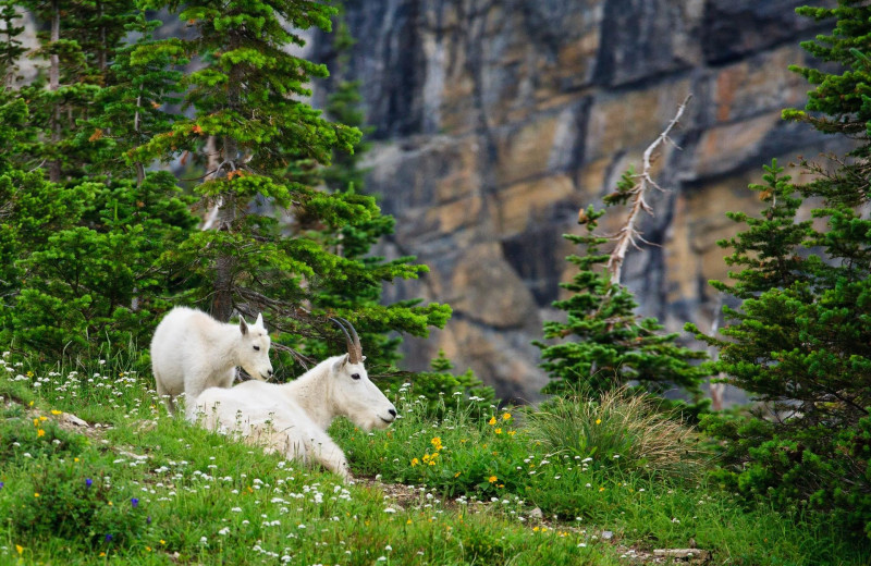 Goats at Izaak Walton Inn.