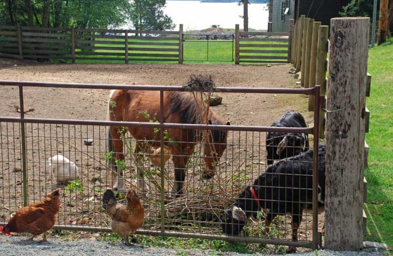 Farm animals at Pebble Cove Farm.