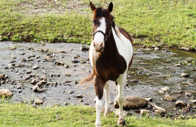 Horse at Panther Valley Ranch.