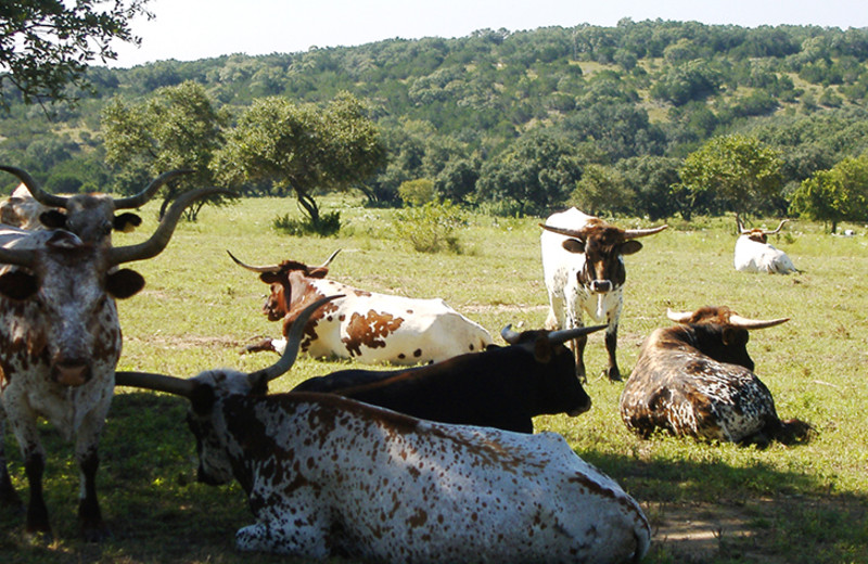 Cattle at Silver Spur Guest Ranch.