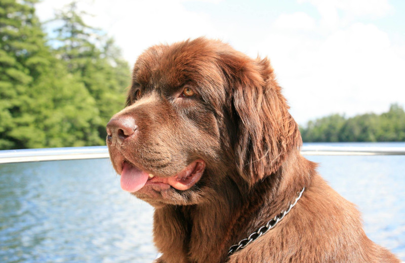 Pets welcome at Cottage Place on Squam Lake.