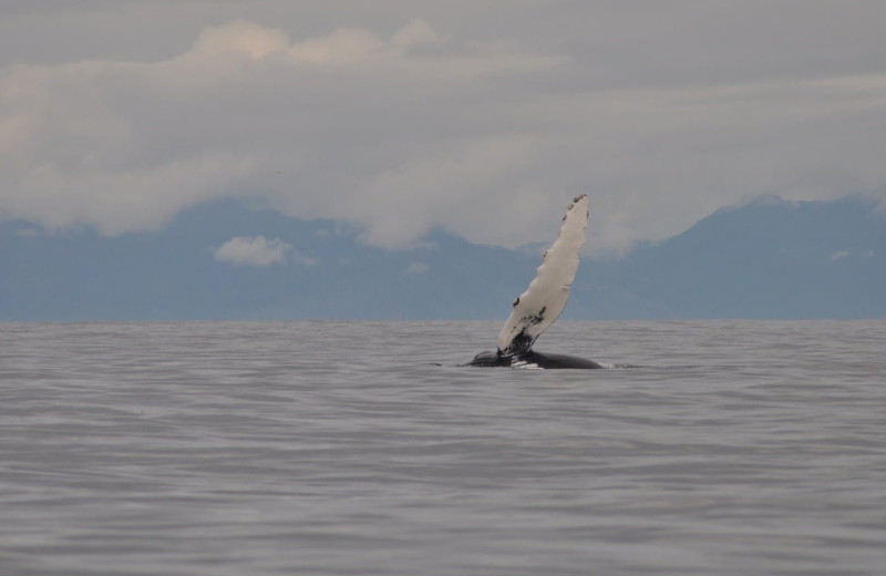 Whale at Nootka Wilderness Lodge.
