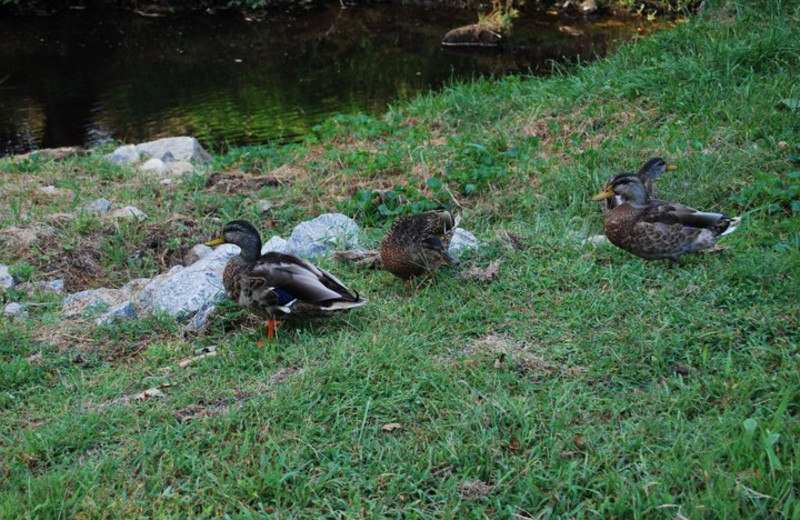 Wildlife at Mill House Lodge.
