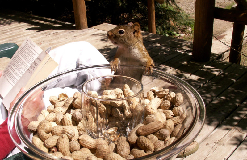 Squirrel feeder at Lodge of Whispering Pines.