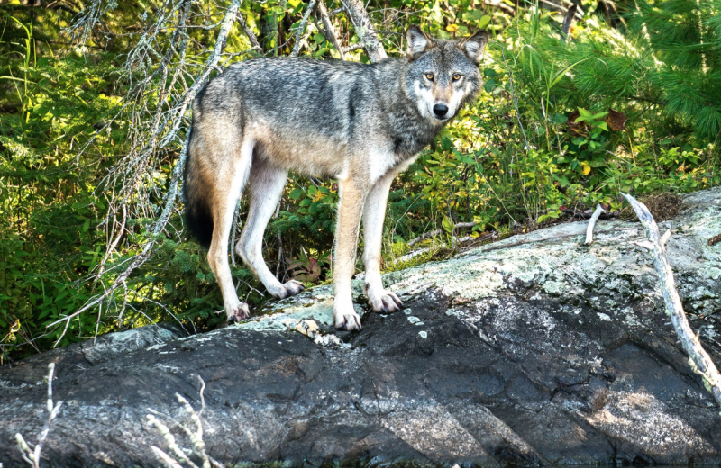 Wolf at Pehrson Lodge Resort.