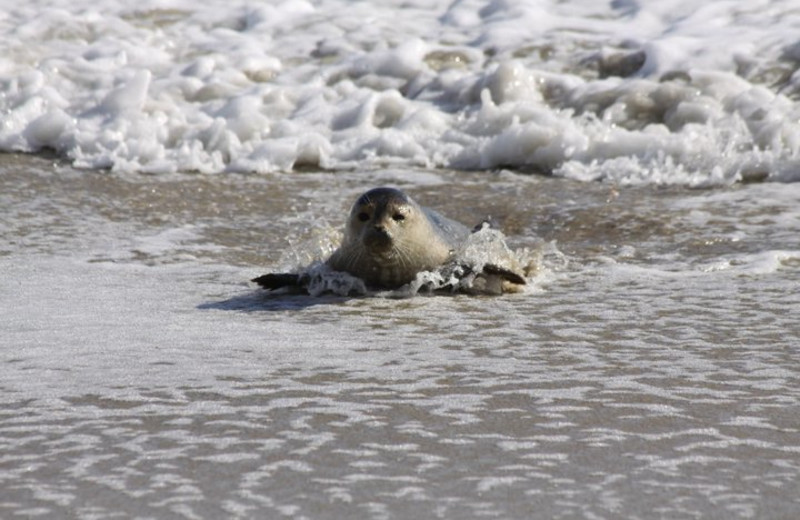 Seal at Hatteras Realty 