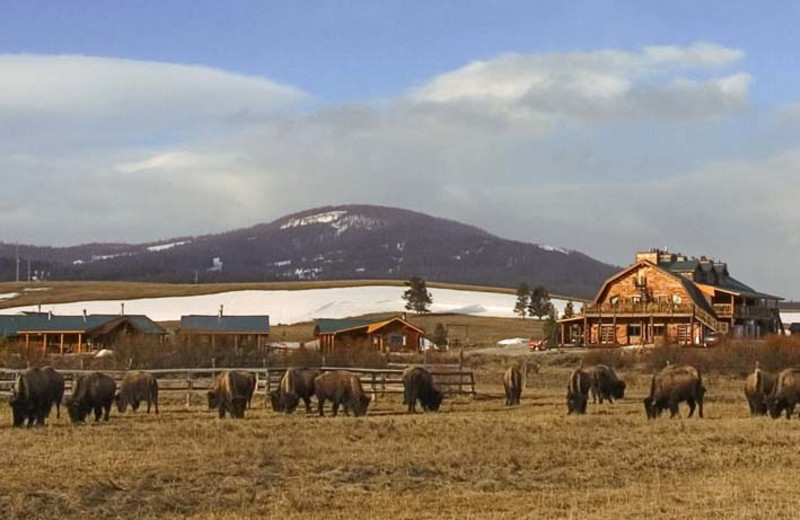 Bison grazing at Bar N Ranch.