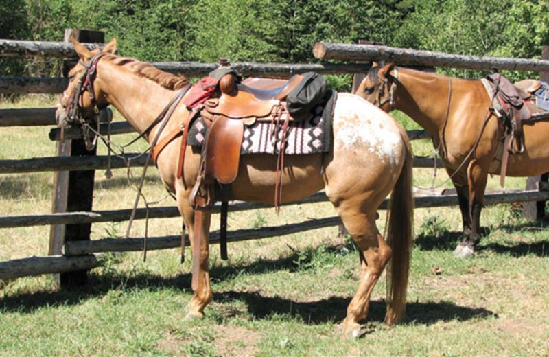 Horses at Western Pleasure Guest Ranch.