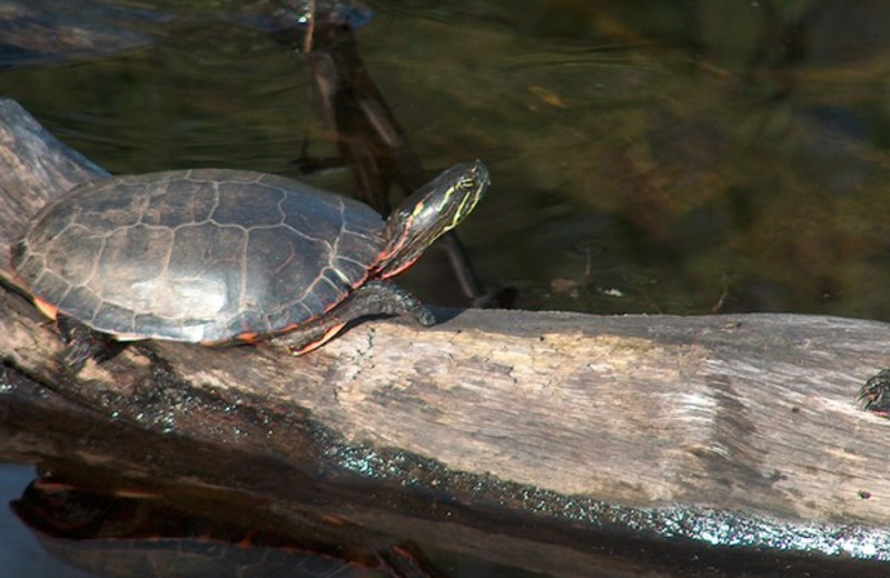 Turtles at Popp's Resort.