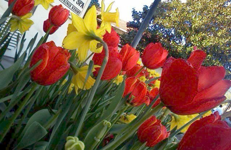 Tulips at Roman Spa Hot Springs Resort.