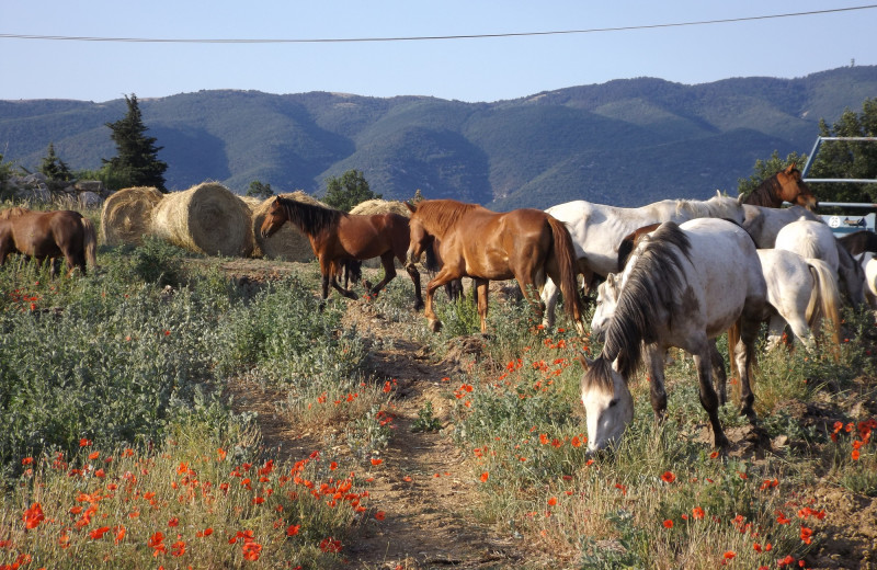 Horses at Les Laurons Equestrian Hamlet.