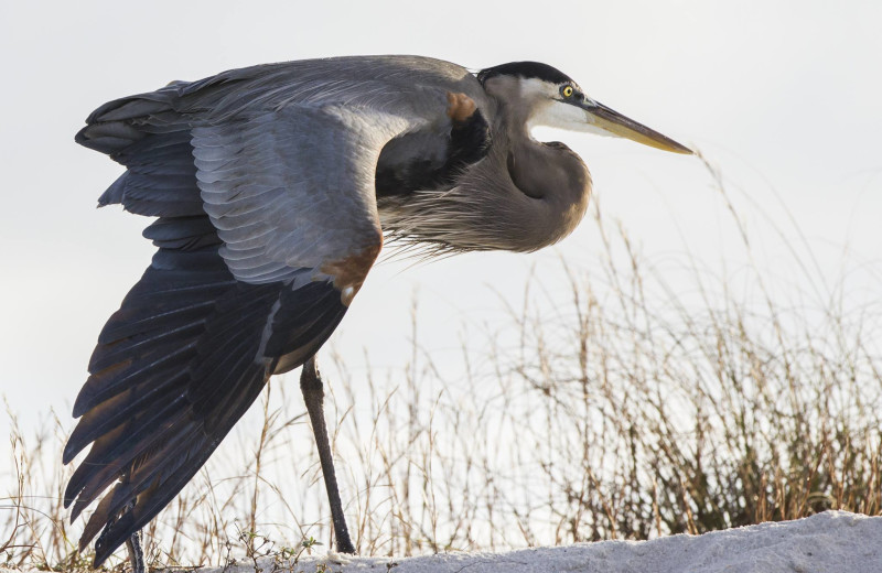 Heron at Reed Real Estate Vacation Rentals.