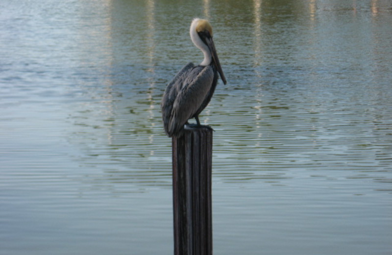 Pelican at Sunshine Resort Rentals, LLC.