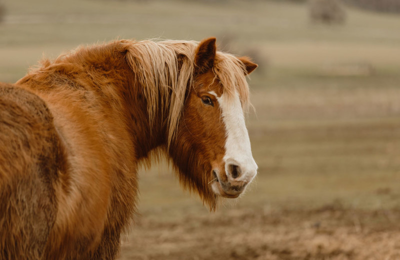 Horse at Rankin Ranch.