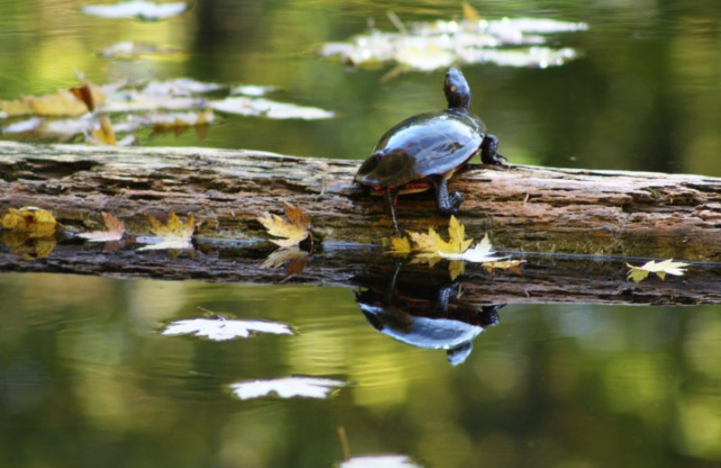 Wildlife at Pine Vista Resort.