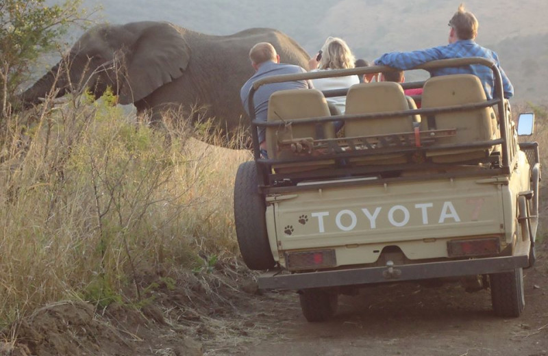 Elephant safari at Mkuze Falls Game Lodge.