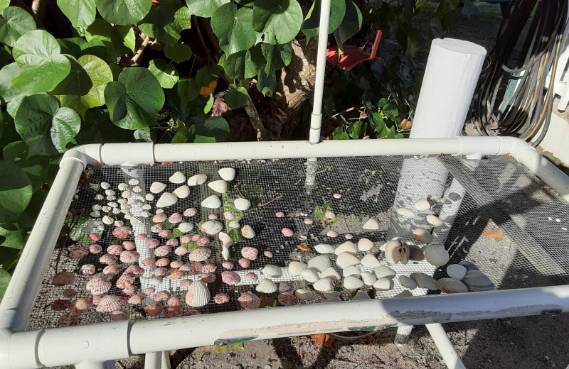 Shell cleaning station at Anchor Inn 