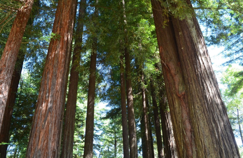 Redwood trees at Giant Redwoods RV Park & Camp.