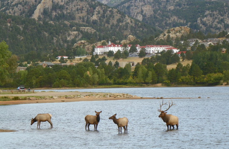 Wildlife near The Stanley Hotel