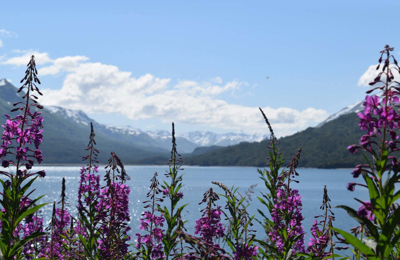 Scenic view at Zachar Bay Lodge.