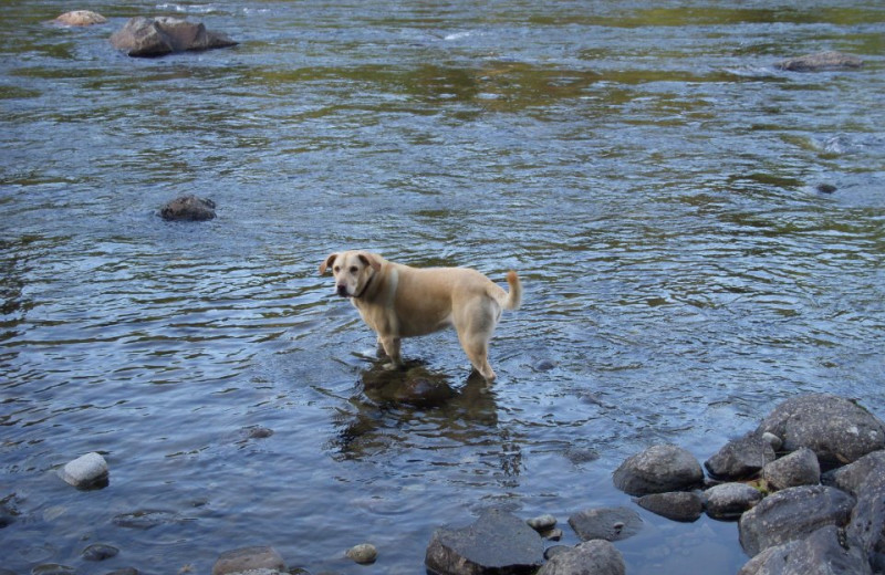 Pets welcome at Natapoc Lodging.